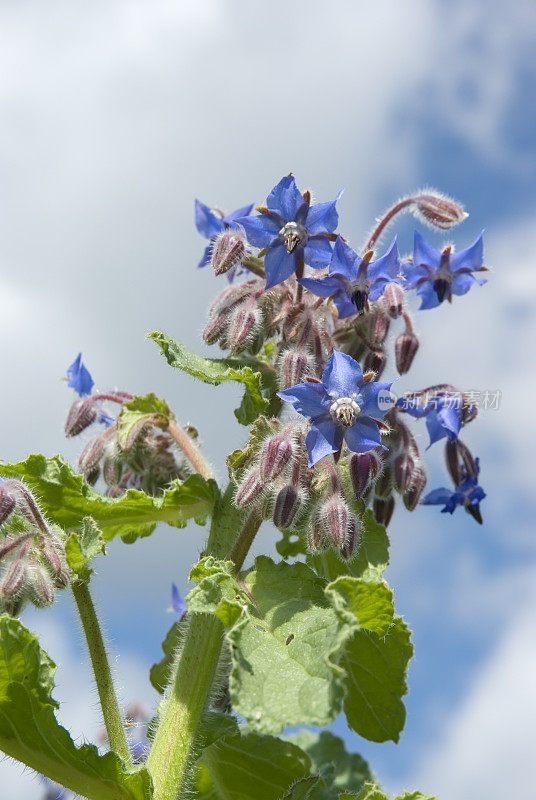 琉璃苣(Borago officinalis)对蓝天